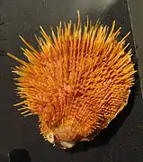 Spondylus linguafelis