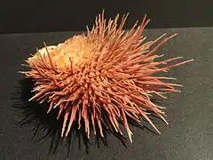 Spondylus multimuricatus