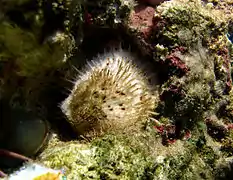 Spondylus nicobaricus?