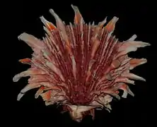 Spondylus princeps