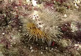 Spondylus sp.