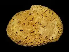 Spongia officinalis