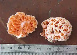 Spongiforma squarepantsii