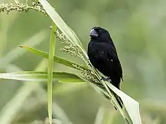 Description de l'image Sporophila atrirostris - Black-billed Seed-Finch - male (cropped).jpg.