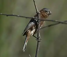 Sporophile cannelle (Sporophila cinnamomea)