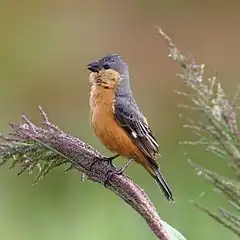 Sporophile à ventre fauve mâle (Sporophila hypoxantha)