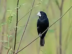 Description de l'image Sporophila maximiliani Great-billed Seed-finch (male), Mato Grosso, Brazil.jpg.