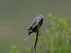 Description de l'image Sporophila melanogaster - Black-bellied seedeater (male).jpg.