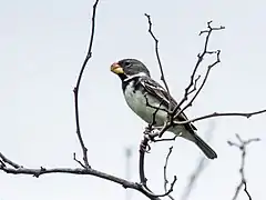 Description de l'image Sporophila peruviana - Parrot-billed Seedeater - male.jpg.