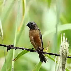 Sporophile à gorge sombre (Sporophila ruficollis)