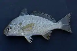 Leiostomus xanthurus