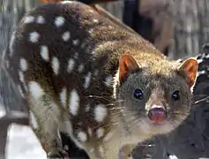 Chat marsupial à queue tachetée.
