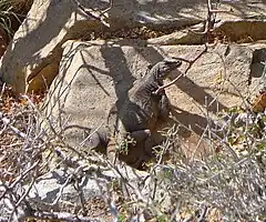 Description de l'image Spotted Chuckwalla imported from iNaturalist photo 280210 on 21 April 2022.jpg.