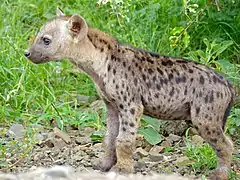 Jeune hyène (Parc national Kruger, Afrique du Sud).