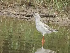 Combattant varié.