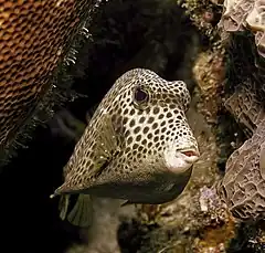 Description de l'image Spotted Trunkfish.jpg.