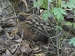 Description de l'image Spotted Wood Quail, Costa Rica, January 2018 (27083973248).jpg.