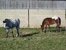 Poney tacheté britannique près de Woodford