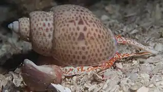 Zemiropsis papillaris, un Babyloniidae