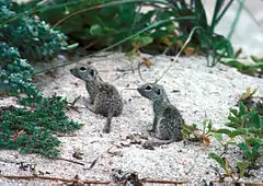 Description de l'image Spotted ground squirrel.jpg.