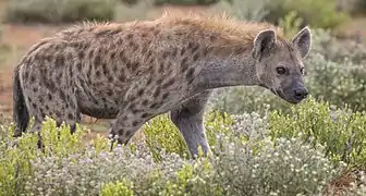 Hyène tachetée dans le parc national d'Etosha (Namibie).