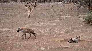 Hyène tachetée au parc national de l'Awash en mai 2014.