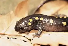 La salamandre maculée.