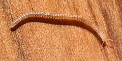 Description de l'image Spotted snake millipede Blaniulus guttulatus.jpg.