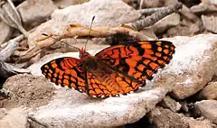 Description de l'image Spring Mountains acastus checkerspot Butterfly.jpg.