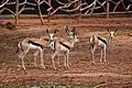 Quatre antilopes springbok