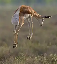 Jeune springbok, saut caractéristique de l'espèce.