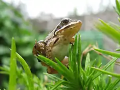 Photographie d'une grenouille agile.