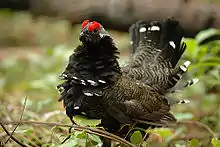 Tétras du Canada Falcipennis canadensis