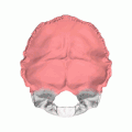 Os occipital, face interne. La partie squameuse est représentée en rouge.