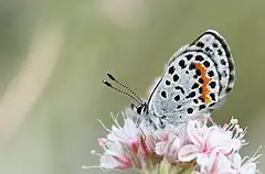 Description de l'image Square-Spotted Blue (Euphilotes battoides) 2.jpg.