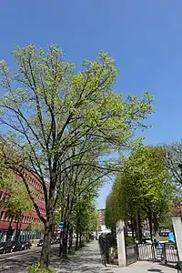 Vue de la rue depuis le boulevard Mortier. A gauche, le square du Docteur-Variot.