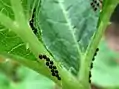 Œufs sur une feuille de courge.