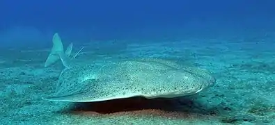 Ange de mer (Squatina squatina, une espèce de requin en voie d'extinction)