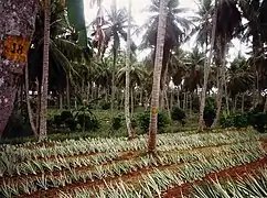 Plantation de rejets au Sri Lanka.