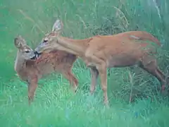 Chevreuil (Capreolus capreolus)