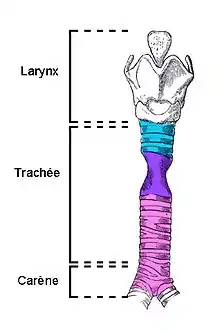 Gravure anatomique coloriée bleu, violet et rose, représentant le larynx, la trachée et la carène.