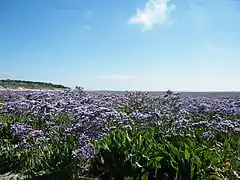 Lilas de mer à la Maye.