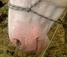 Photo en gros plan de la tête d'un cheval présentant le positionnement d'un licol éthologique entre les yeux et les naseaux