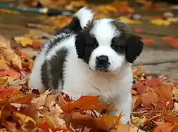 Chiot Saint-Bernard