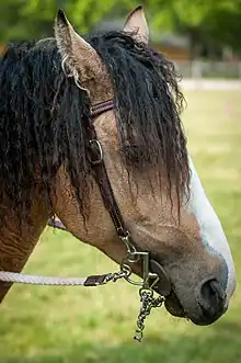 Photo de la tête de profil d'un cheval isabelle aux crins bouclés harnaché de son filet.