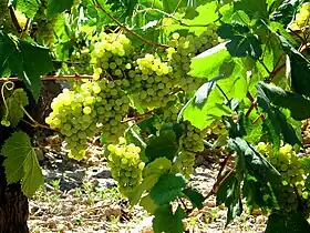 la photographie couleur présente un cep de raisin blanc mûr.