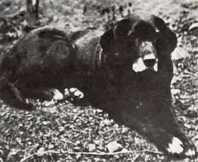 Nell, a St. John's water dog, c. 1856