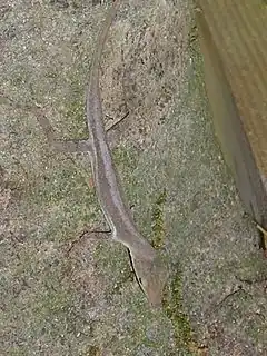 Description de l'image St Lucia Anole, Anolis luciae.jpg.