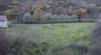 Petite prairie verdoyante plantée d'oliviers. Au fond, des arbres.