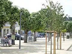 Allées arborées en centre-ville.